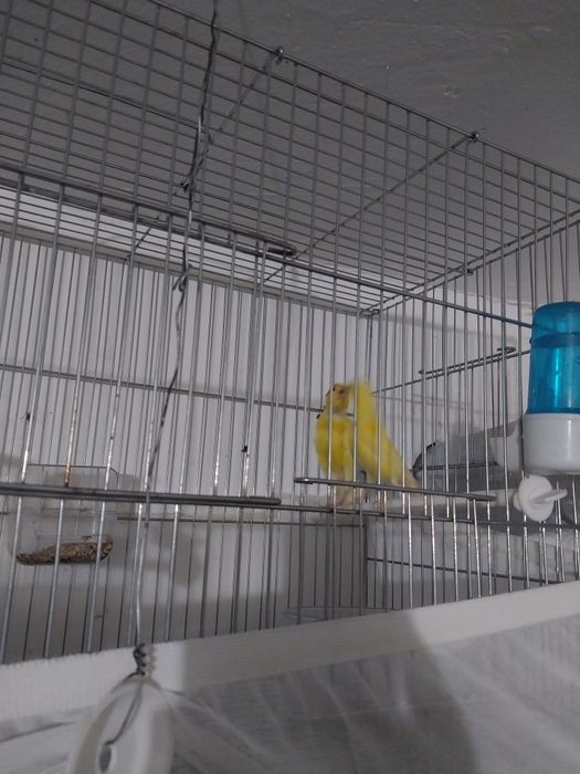 Продаётся канарейки