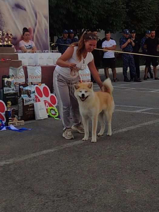 Дресировка собак