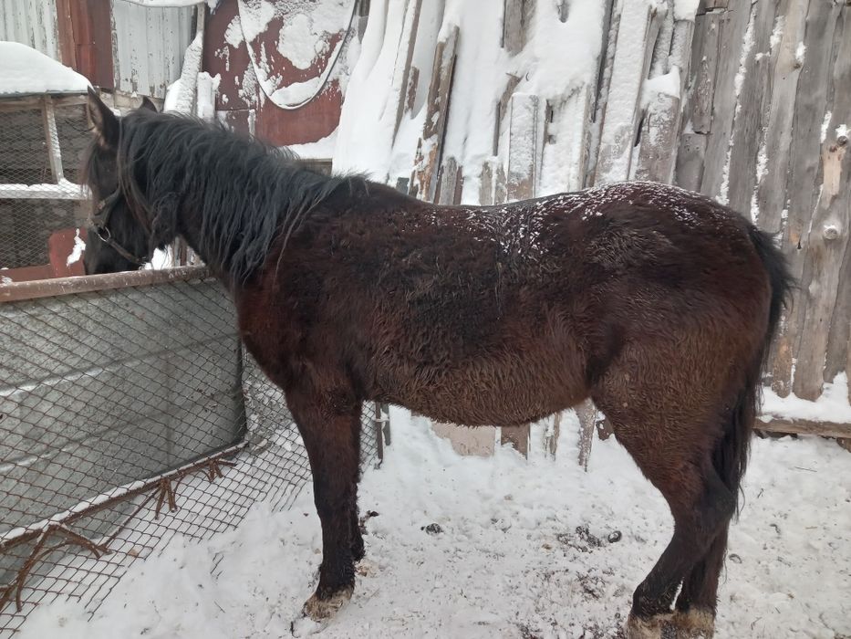 Кобыла 3года обучена верхом