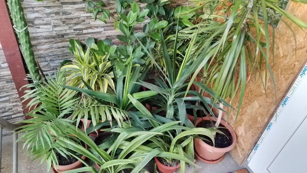 Flori de vânzare de la 50 lei la 200 lei