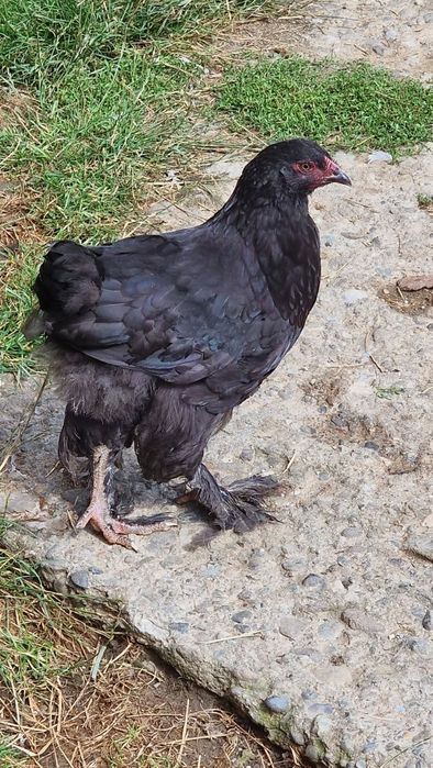 Familii Brahma, pui si rate schimb cu gaste sau bibilici