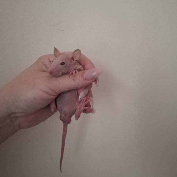 Малышь сфинкс мальчик крыс