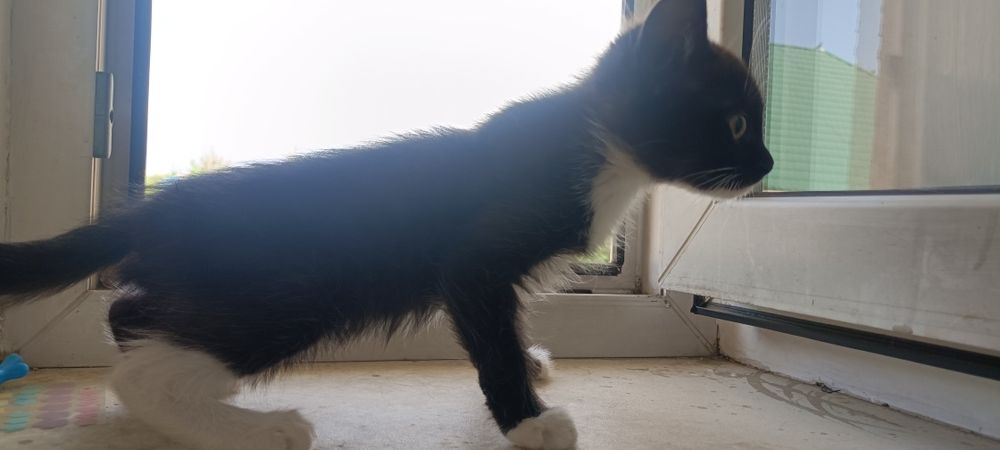 котенок  2 месяца мальчик