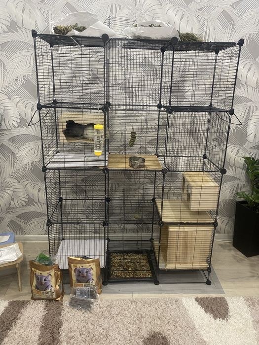 Продам шиншилл мальчик и девочка