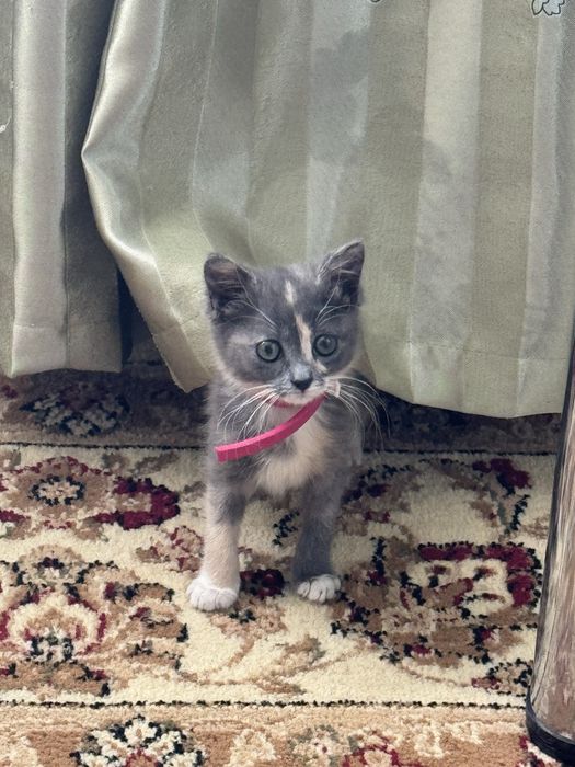 отдам котенка в добрые руки