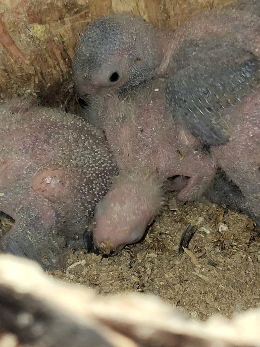 Попугаи Краснохвостый Жако