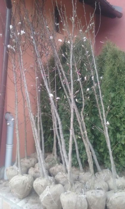 vand platan ( plante ornamentale copaci , tuia )