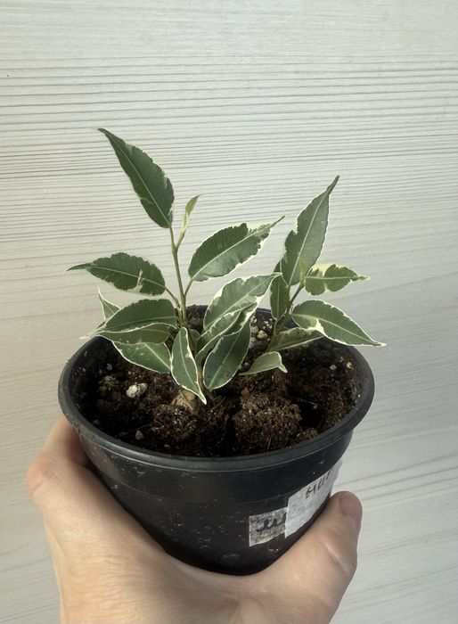 Продам цветы домашние