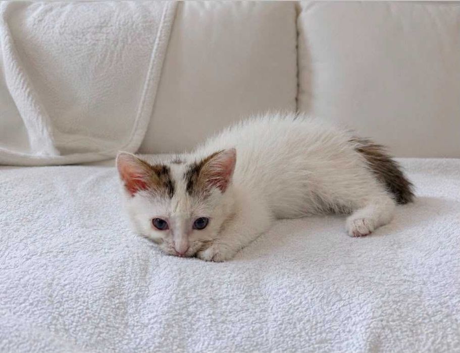 Отдам котенка белого