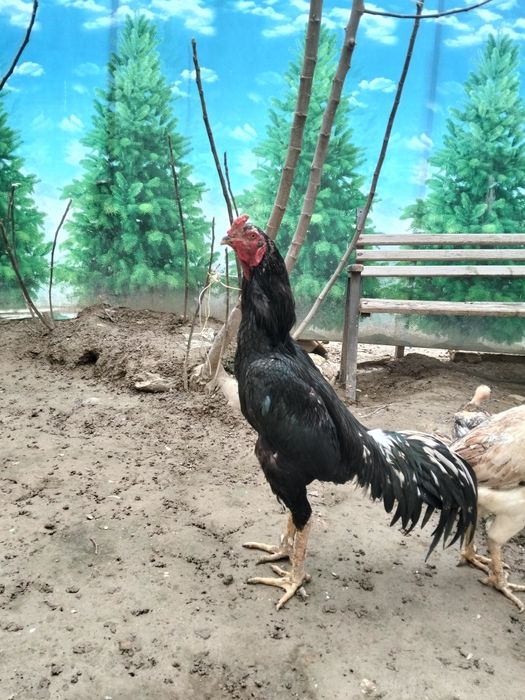 Yahshi urushadgan zotdor xóroz