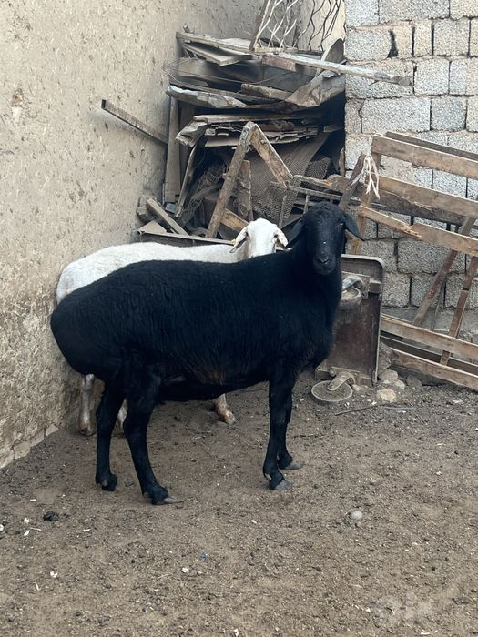 Qoy sotiladi yeb ichshlar zor