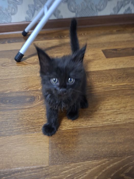 Котёнок хорошие руки