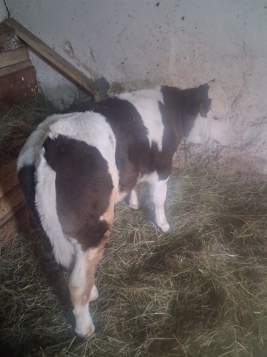 Vând vițel de doua luni