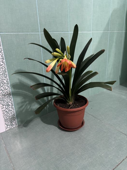 Аглаонема, кливия