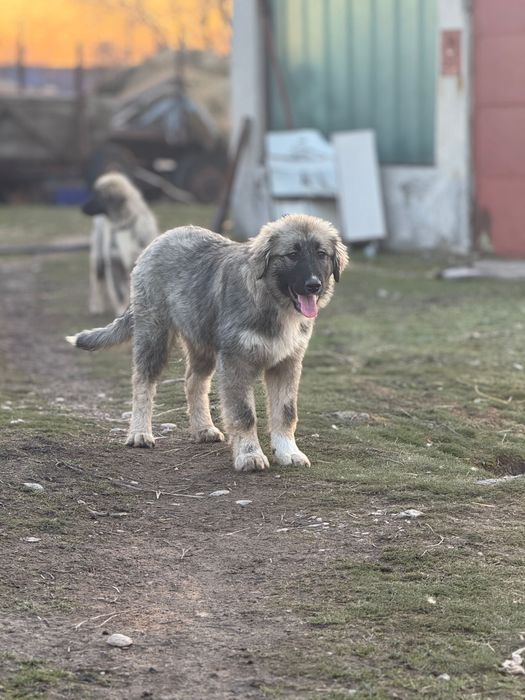 Pui Ciobanesc Romanesc Carpatin