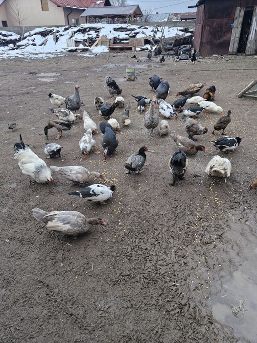 Vând rațe tinere de prasira sau de tăiat
Rățoi 100lei buc 4-5 kg
Rațe