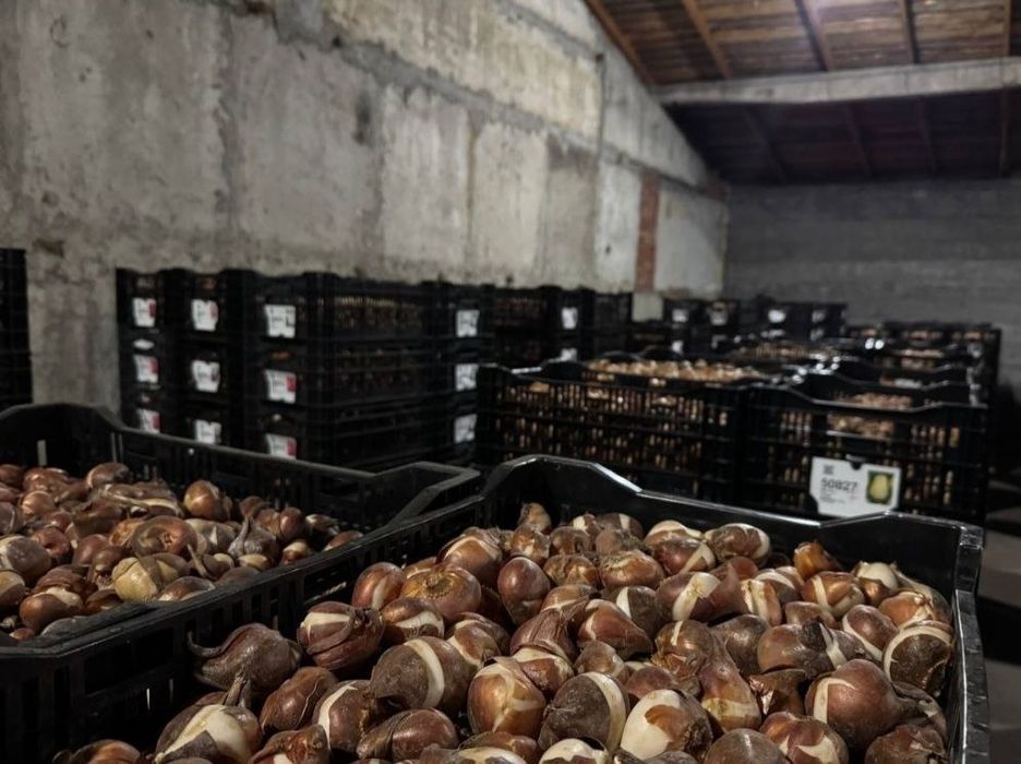 лукавицы тюльпана