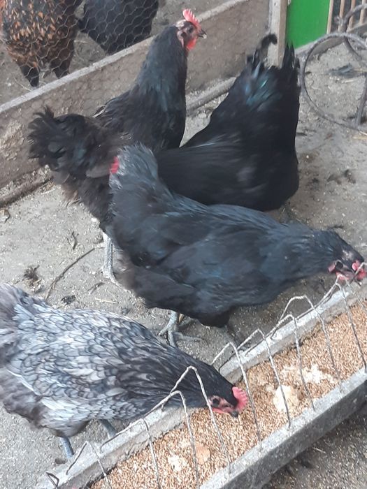 Cocoși de anul acesta