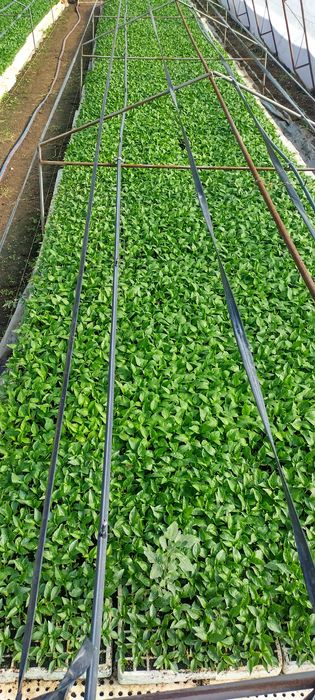 Разсад ПИПЕР ПАТЛАДЖАН професионални сортове