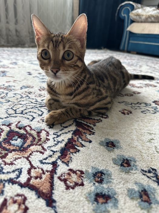 Продам бенгальскую кошку