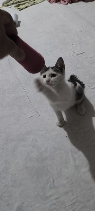 Uy mushugi pishak  ugil bolaa vapshi zur uyinlari