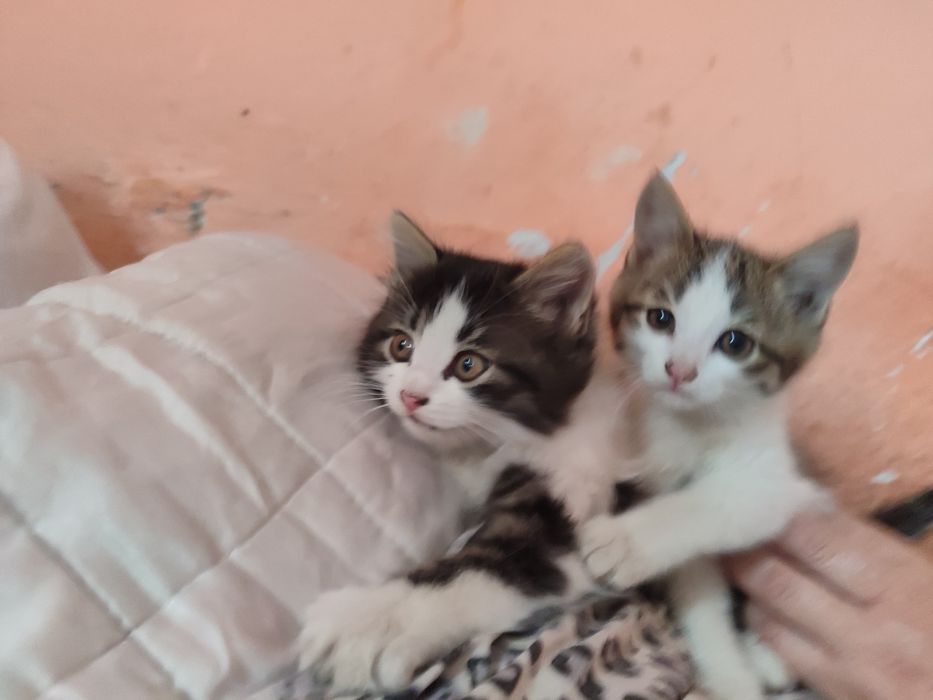 Отдам котят бесплатно