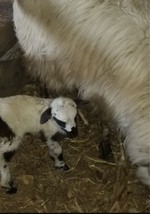 Miei din doi  de cateva zile