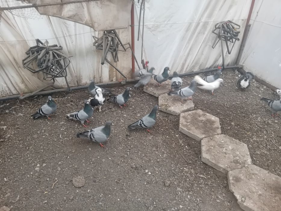 Пощенски гълъби на символични цени