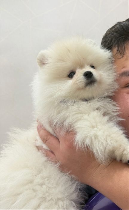 Продаю шпица мальчик