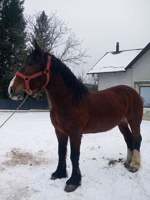 Vând iapa de 6 ani!