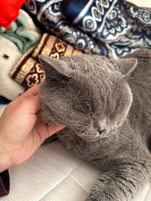 Mushuk Skotish fold britaniskiy sotiladi srochniy