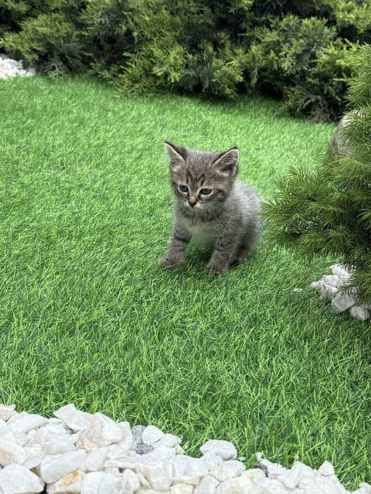 Отдам котят, доставка по городу бесплатно