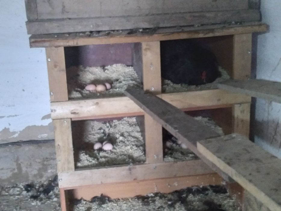 Яйцо куриное для инкубации