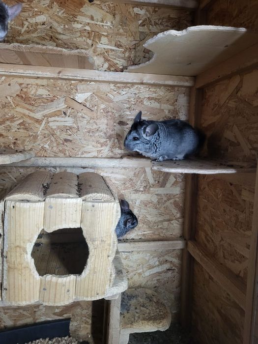 Срочно продам шиншилл.