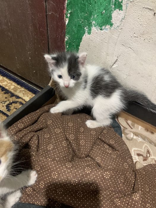 Котята в доьрые руки