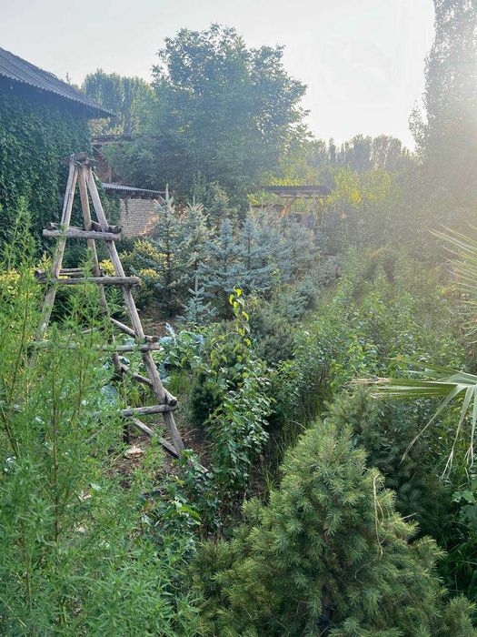 Голубая ель , Ель тянь-шаньская, Берёза