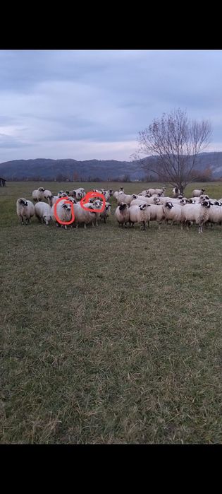 Disponibile 8 oi ,un berbec și 15 miei de anu asta
