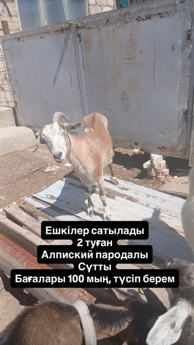 Ешки Теке ешкі сатылады