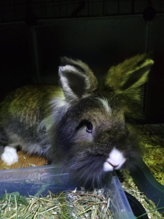 Vand iepure coama leu