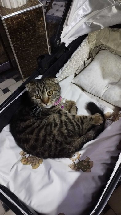 шотландская вислоухая кошка с котенком ( девочка)