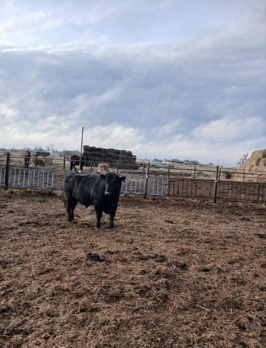 Продаётся бык-производитель