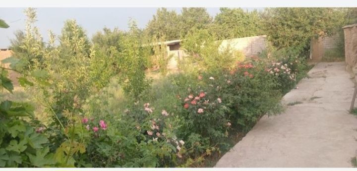 Сарыағаш Карлмакс Конаев 25 уй