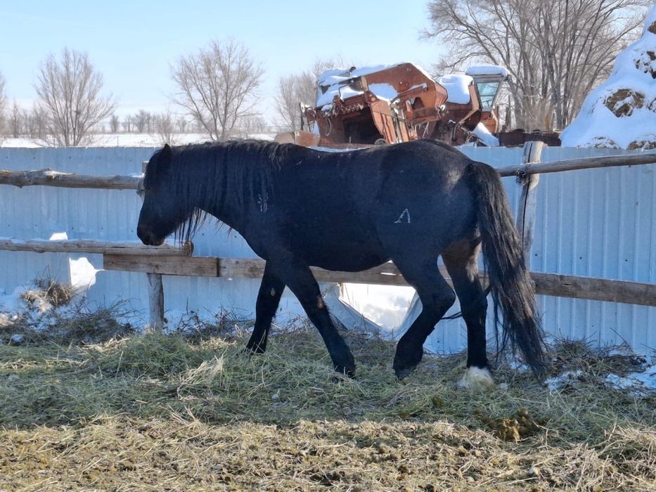 Новоалтайская жеребец