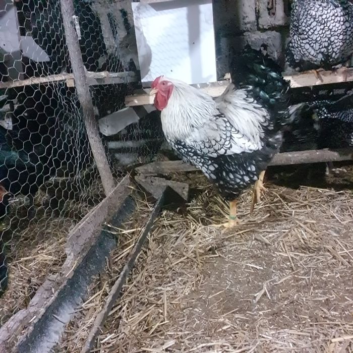 Ouă pentru incubat!