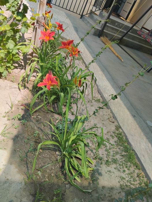 Декоративные цветы