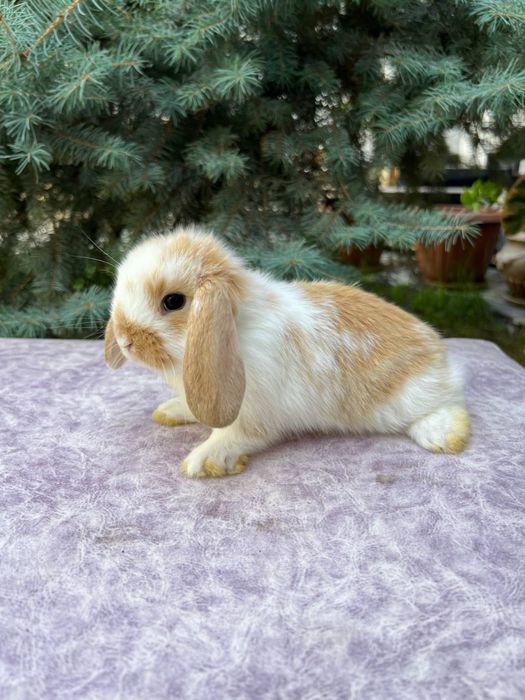 Кролики элитной породы