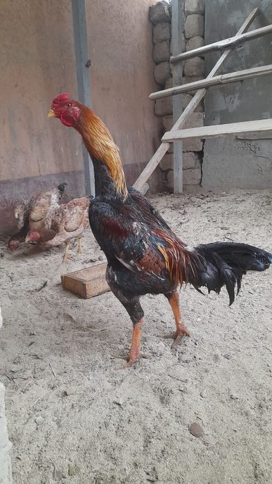 Шоже апрельде шыккан кариспен кытай зат салмагы 4.300.