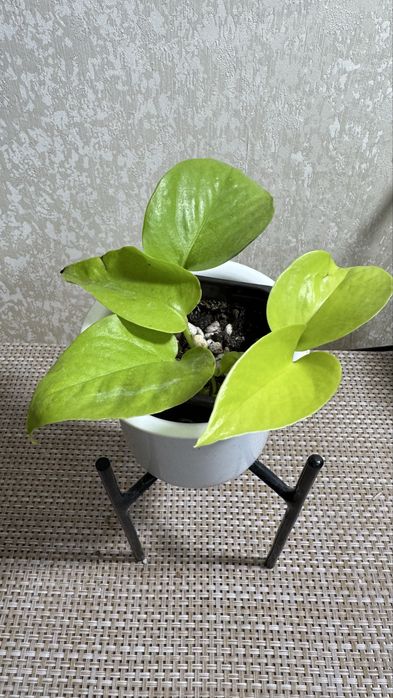 Сциндапсус  Лимон  Лайм, Филадендрон Бразил