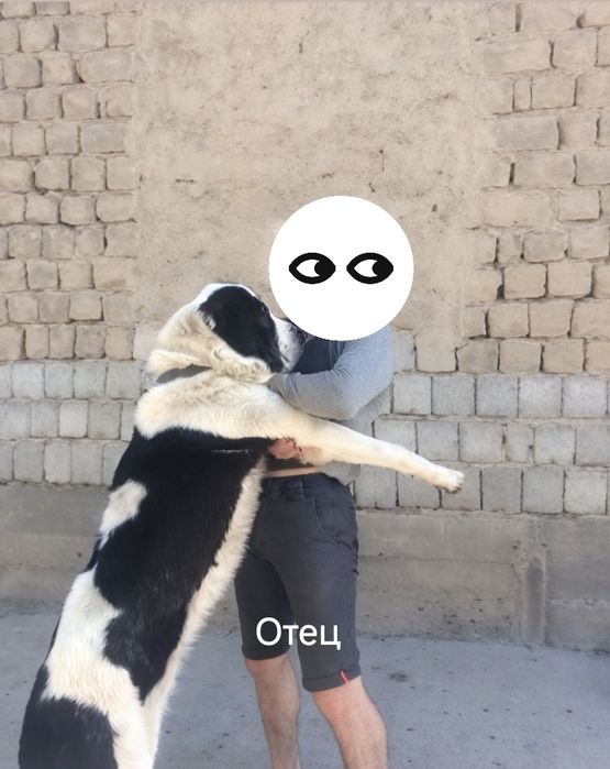 Алабай 8и месячный щенок