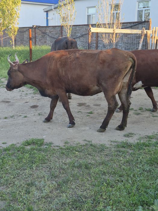 Продам коров двойных на молоко